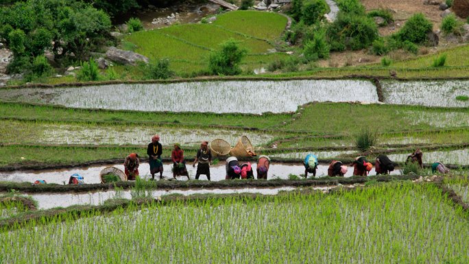 The local community planting rice in the terrace fields of Khaptad.