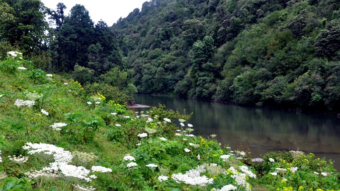 The lush green landscape of Khaptad with lake and white flowers