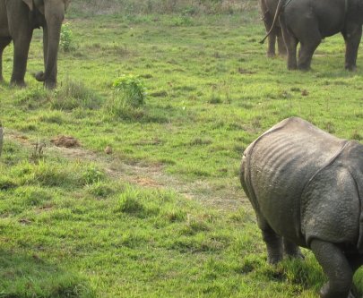 Jungle Safari - Image