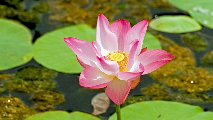 Ayurveda