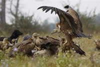 Nepal's Vulture Restaurants for endangered birds