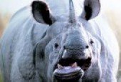 Wildlife