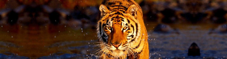 tiger
