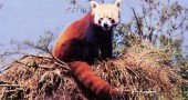 Red Panda