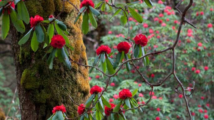 The view of rhododendron on the trek in eastern part of Nepal. 