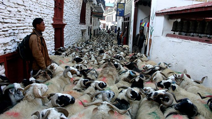 Herd of sheep in the Annapurna Circuit of Nepal