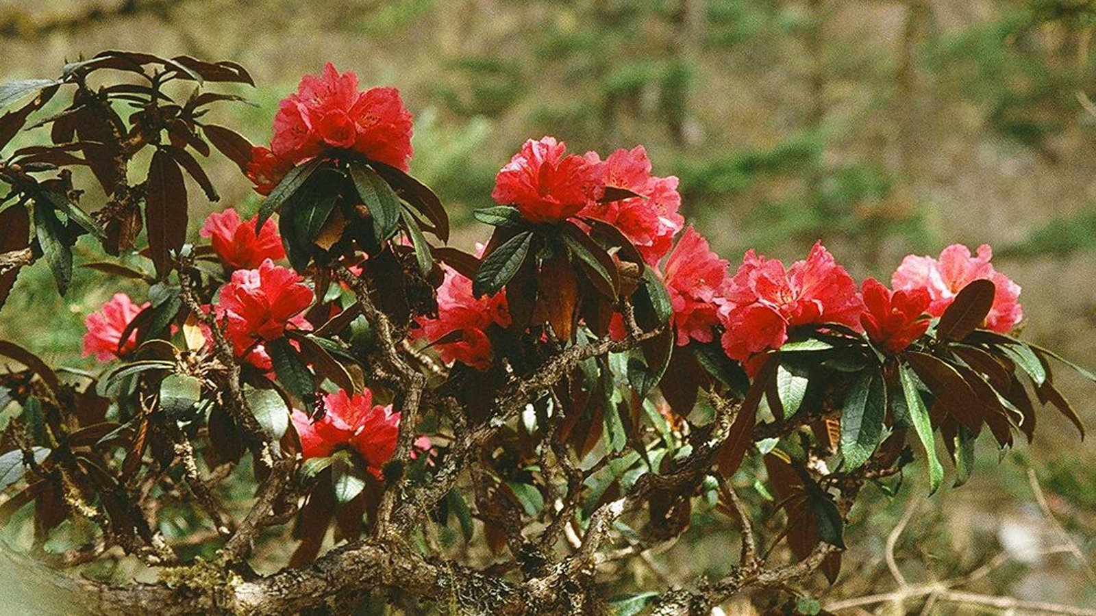 Tehrathum-Sankhuwasabha
