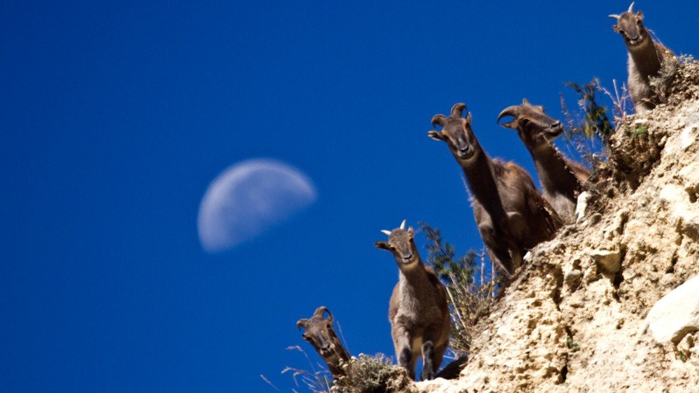 Wildlife