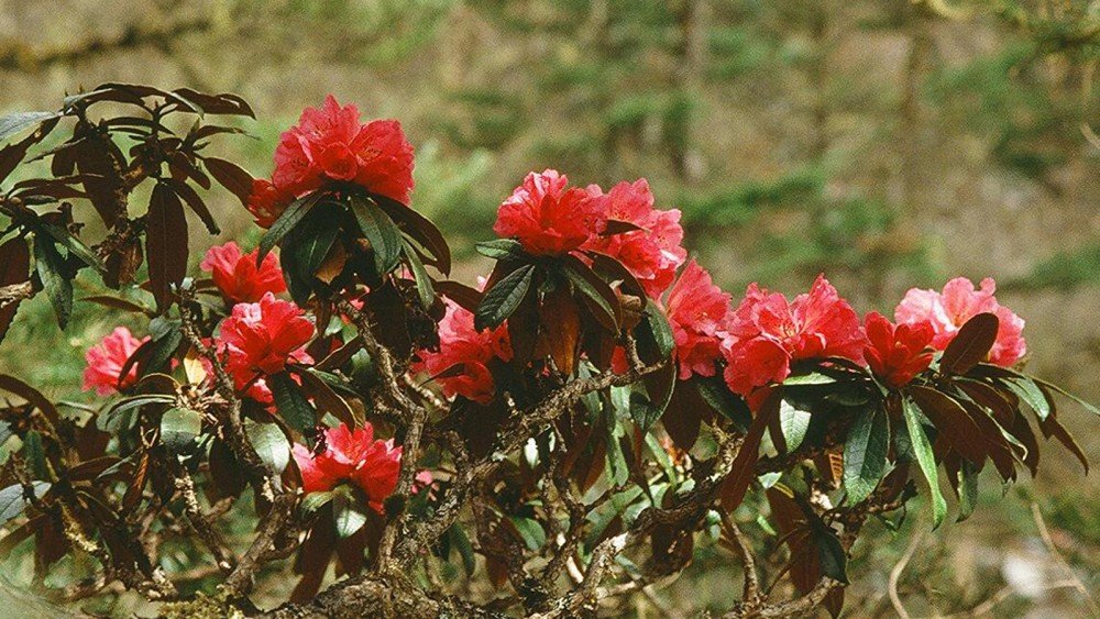 Plants